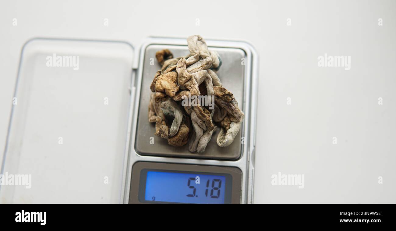 weighing a portion of hallucinogenic mushrooms on a scale Stock Photo