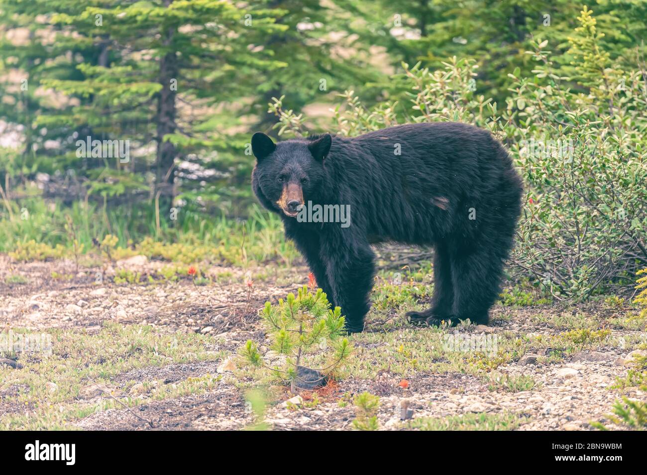Female American black bear ( Ursus americanus), Banff National Park, Alberta, Canada. Stock Photo