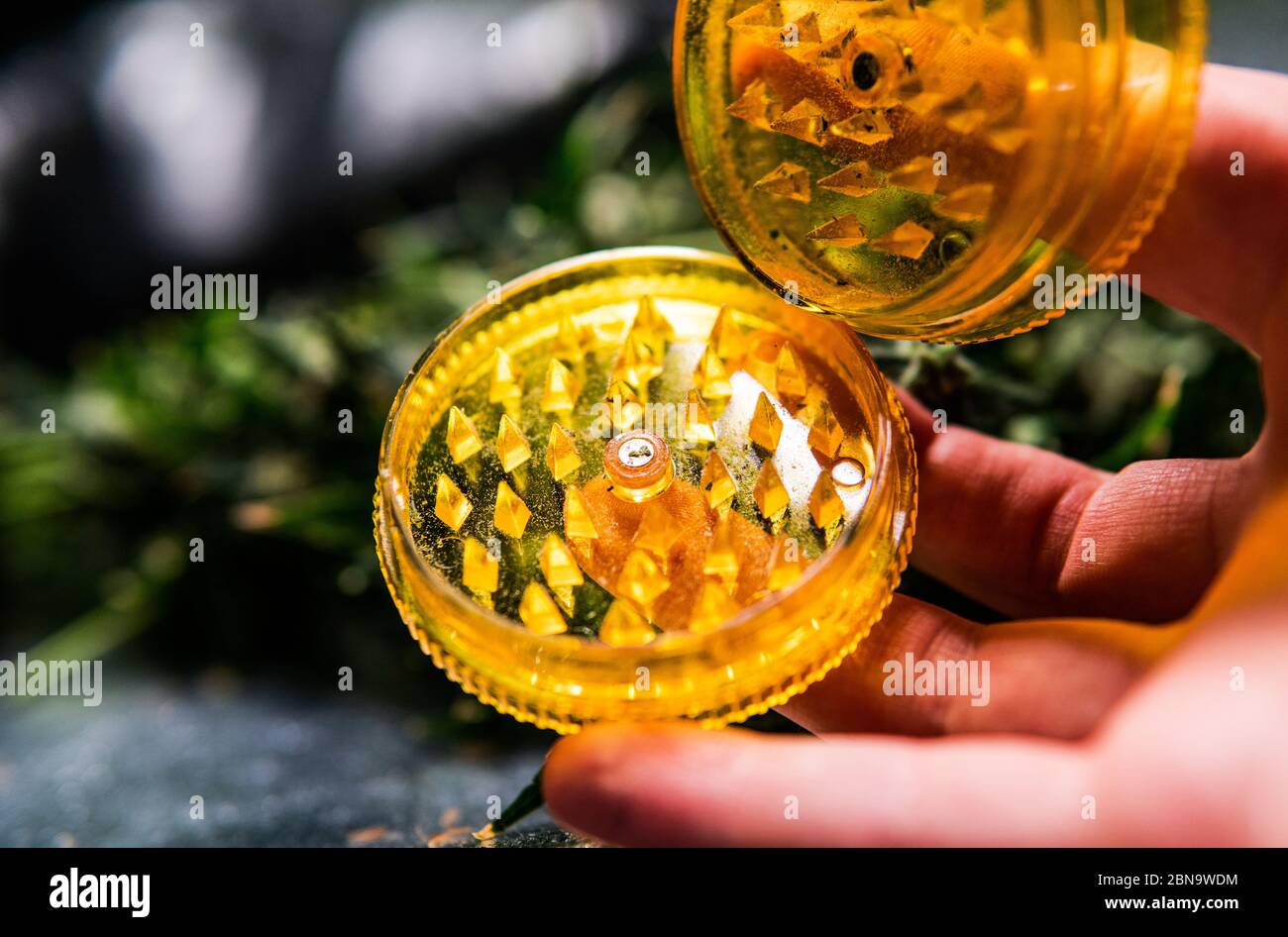 Growing sativa and indica strains indoor Stock Photo - Alamy