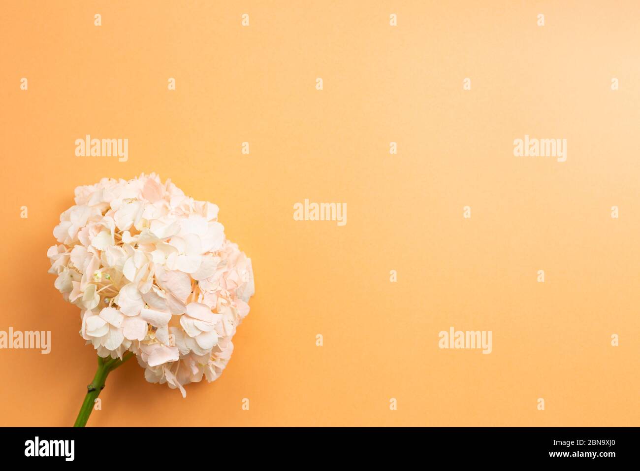 Fresh pink hydrangea flower on orange background. Floral composition, top view, copy space Stock Photo