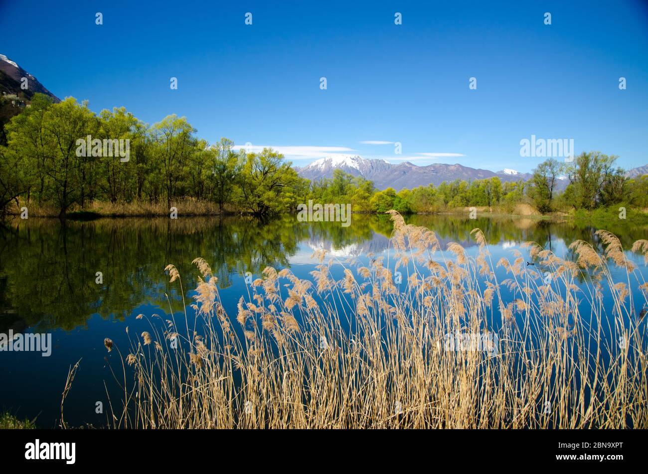 Mesmerizing view of the reflection of trees and the sky in water with a ...
