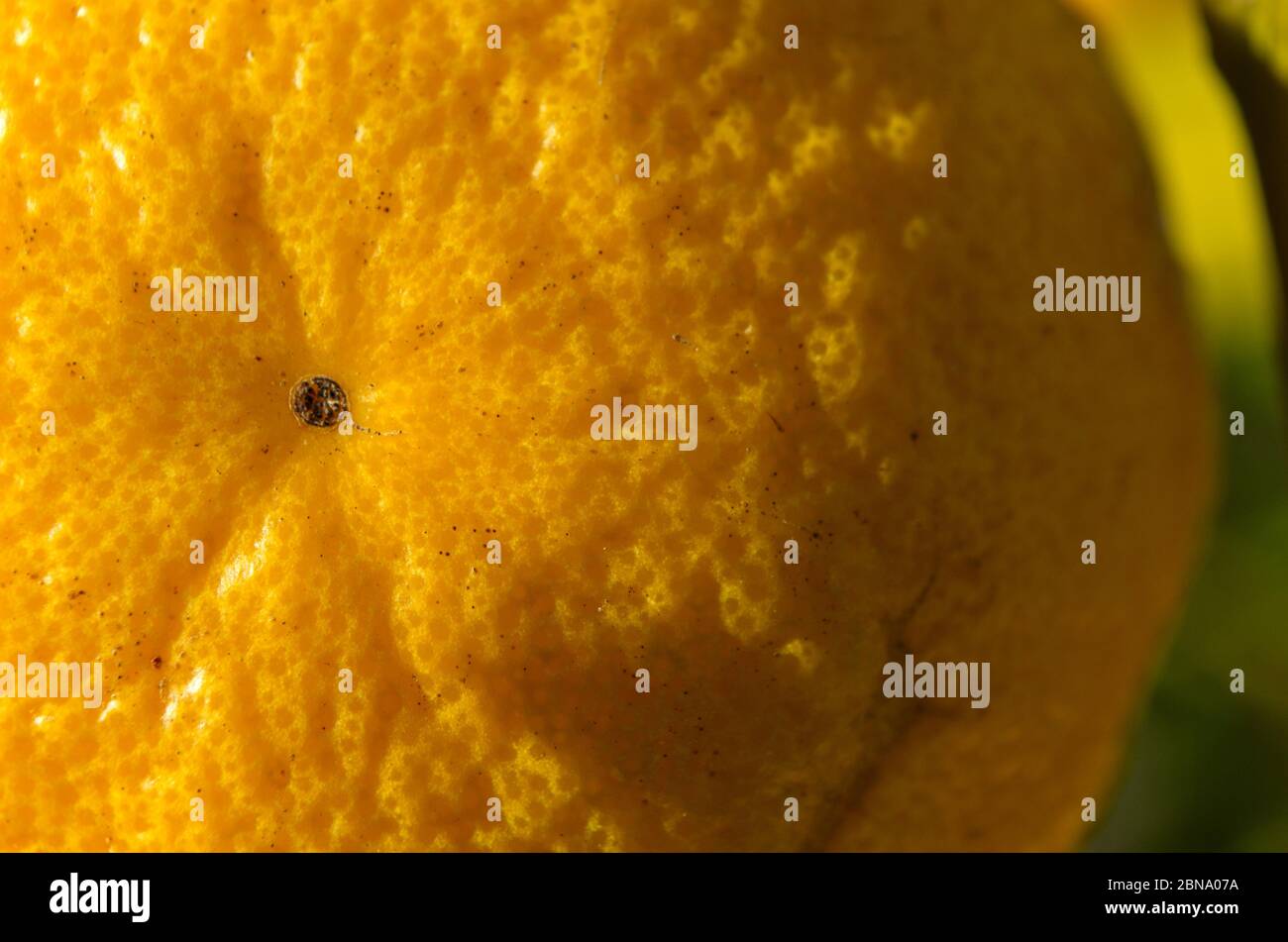 Orange fruit close up shot. Fruits and vegetables theme Stock Photo - Alamy