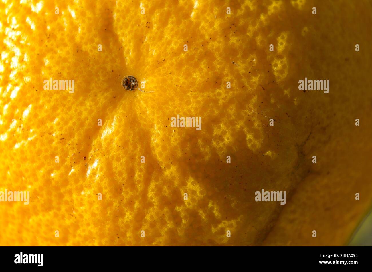 Orange fruit close up shot. Fruits and vegetables theme Stock Photo - Alamy