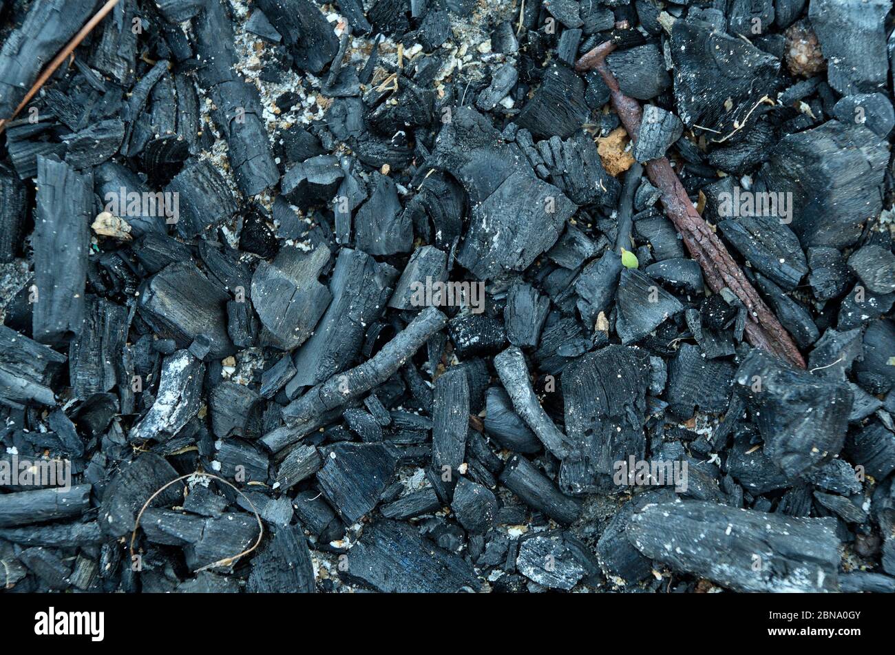 Burned wood and rusty nail. wildfires destruction Stock Photo Alamy