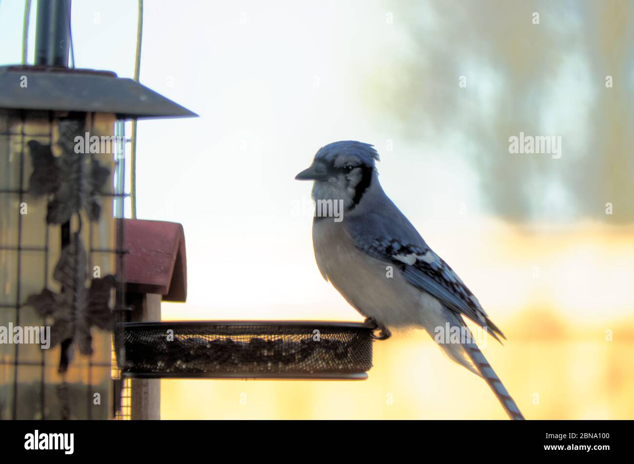 A blue jay (Cyanocitta cristata) perched at a feeder Stock Photo