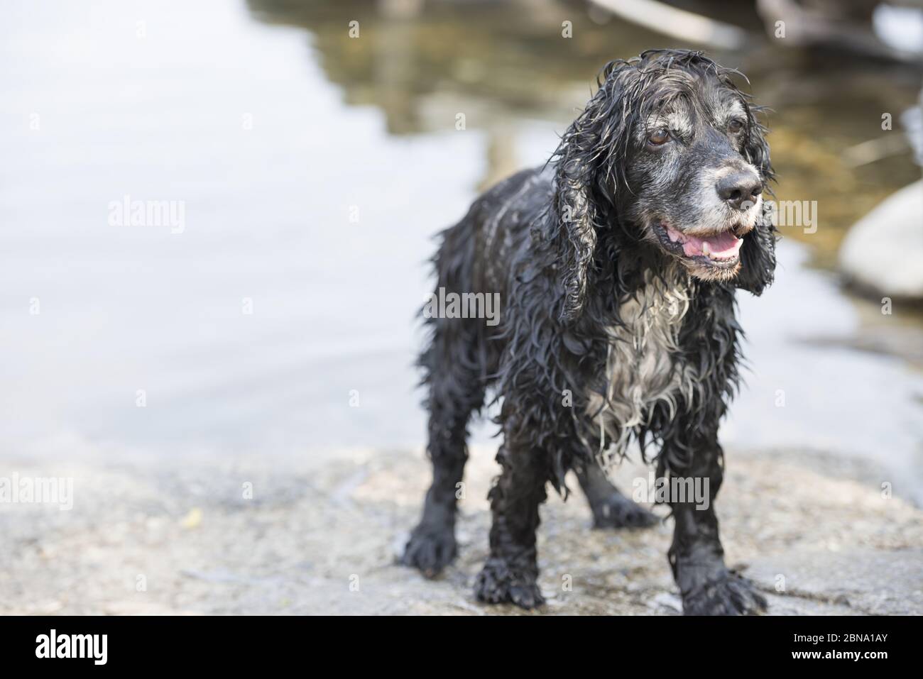 A Closeup Of A Wet Black English Cocker Spaniel In Front Of The Water Stock Photo Alamy