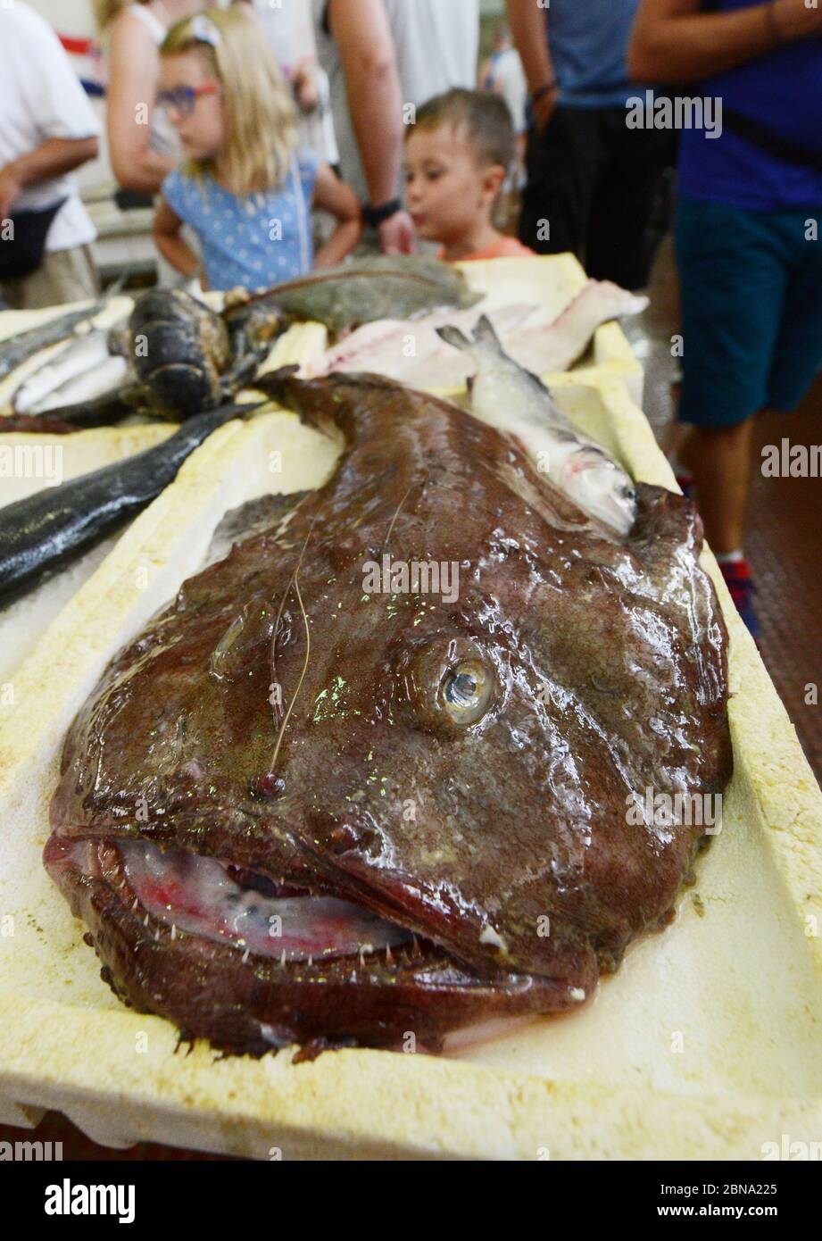 Angler fish (Lophius piscatorius) on sale at the Zadar market in Croatia. Stock Photo
