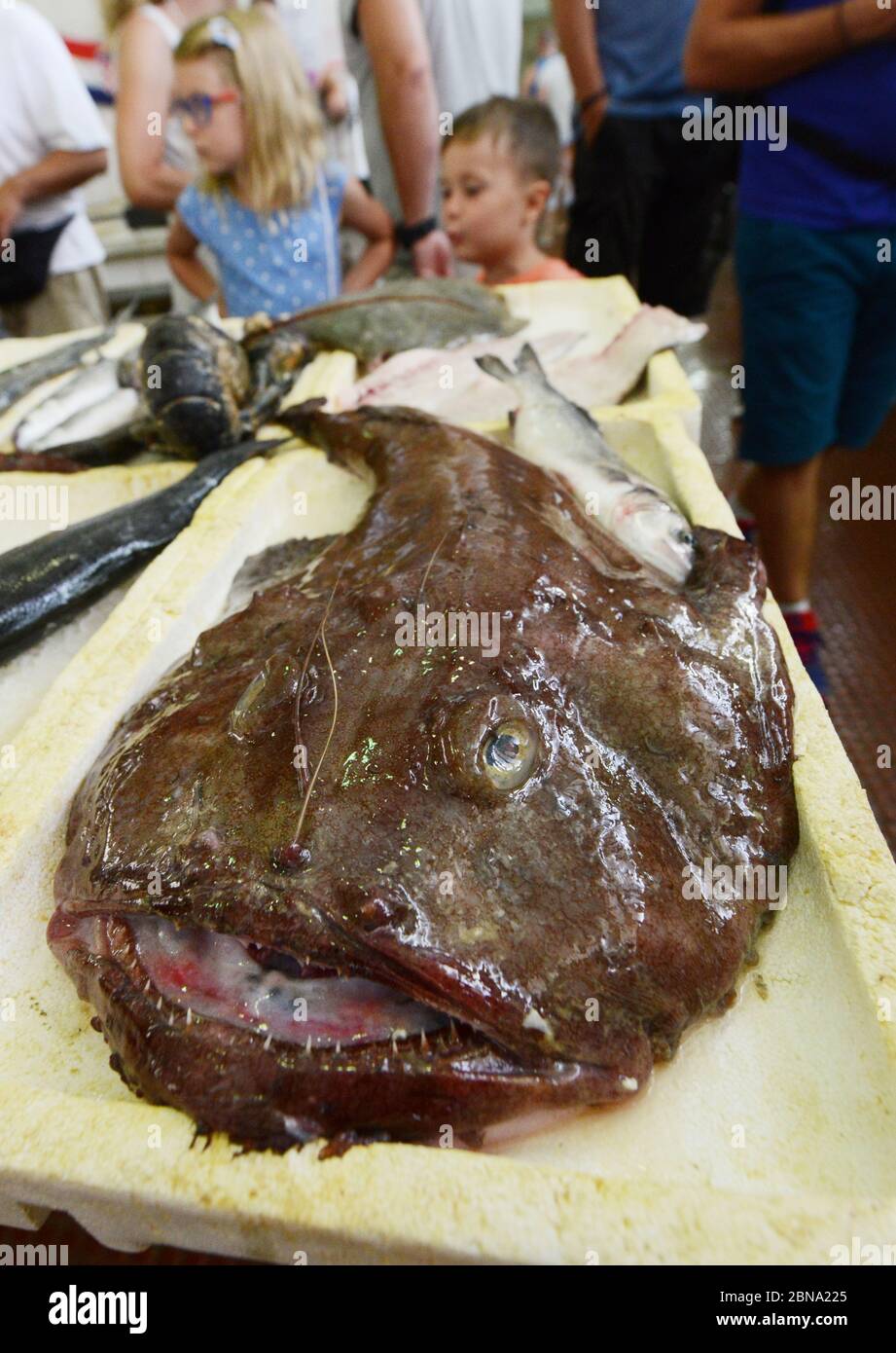 Angler fish hires stock photography and images Alamy