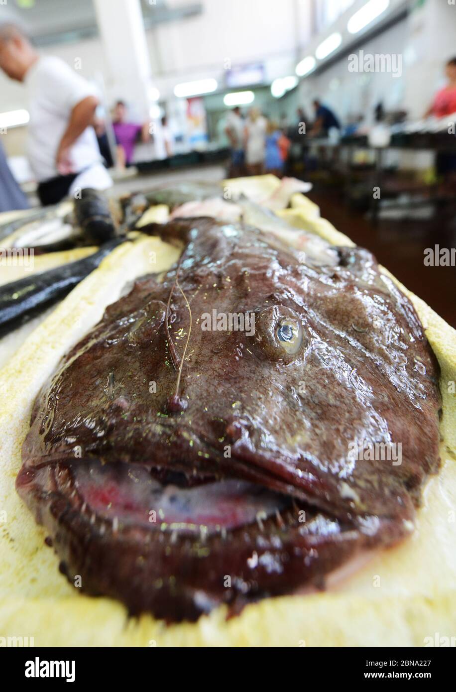 Angler fish (Lophius piscatorius) on sale at the Zadar market in Croatia. Stock Photo