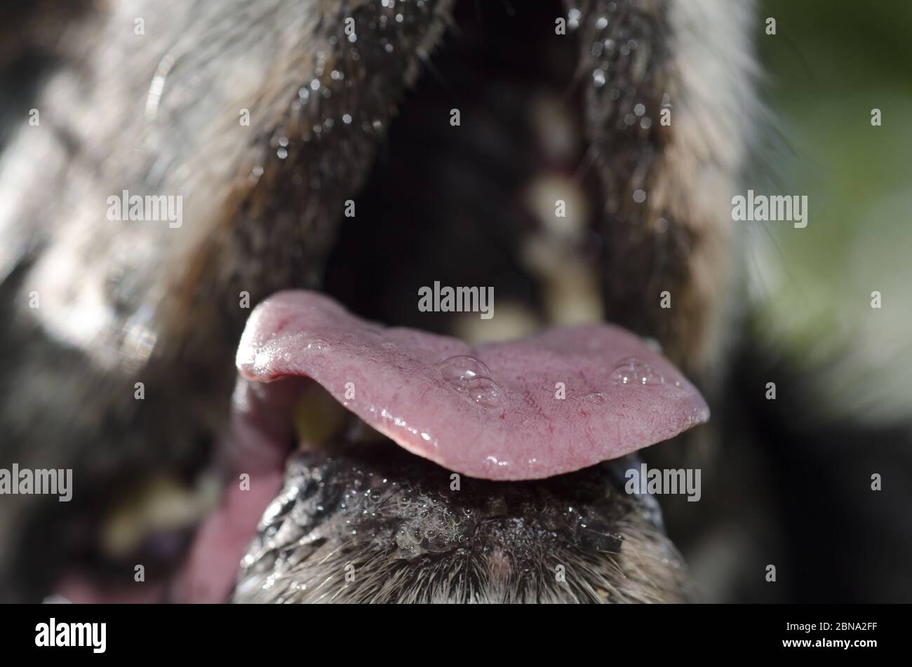 Saliva bubbles hires stock photography and images Alamy