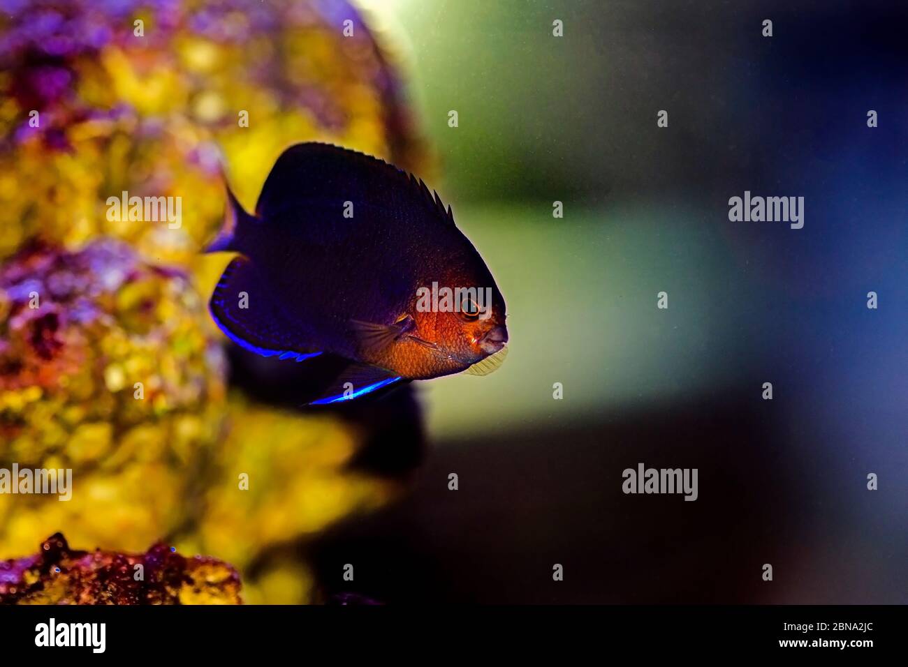 Pygmy Yellowtail Angelfish - (Centropyge flavicauda Stock Photo - Alamy