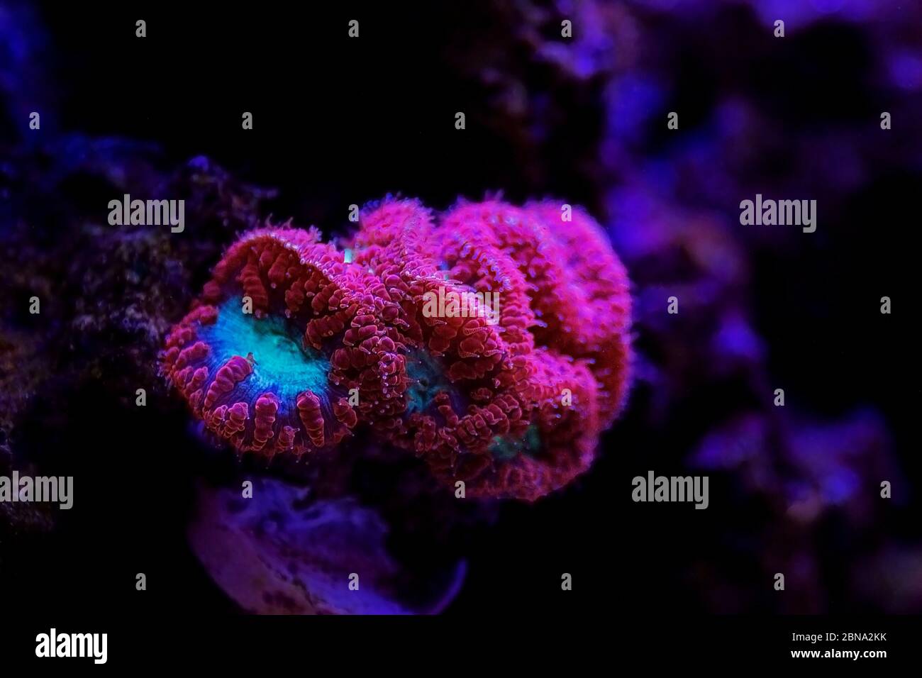 Blastomussa wellsi - Big Polyp Blastomussa LPS Coral Stock Photo