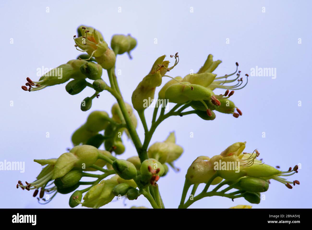 Buckeye tree hi-res stock photography and images - Alamy