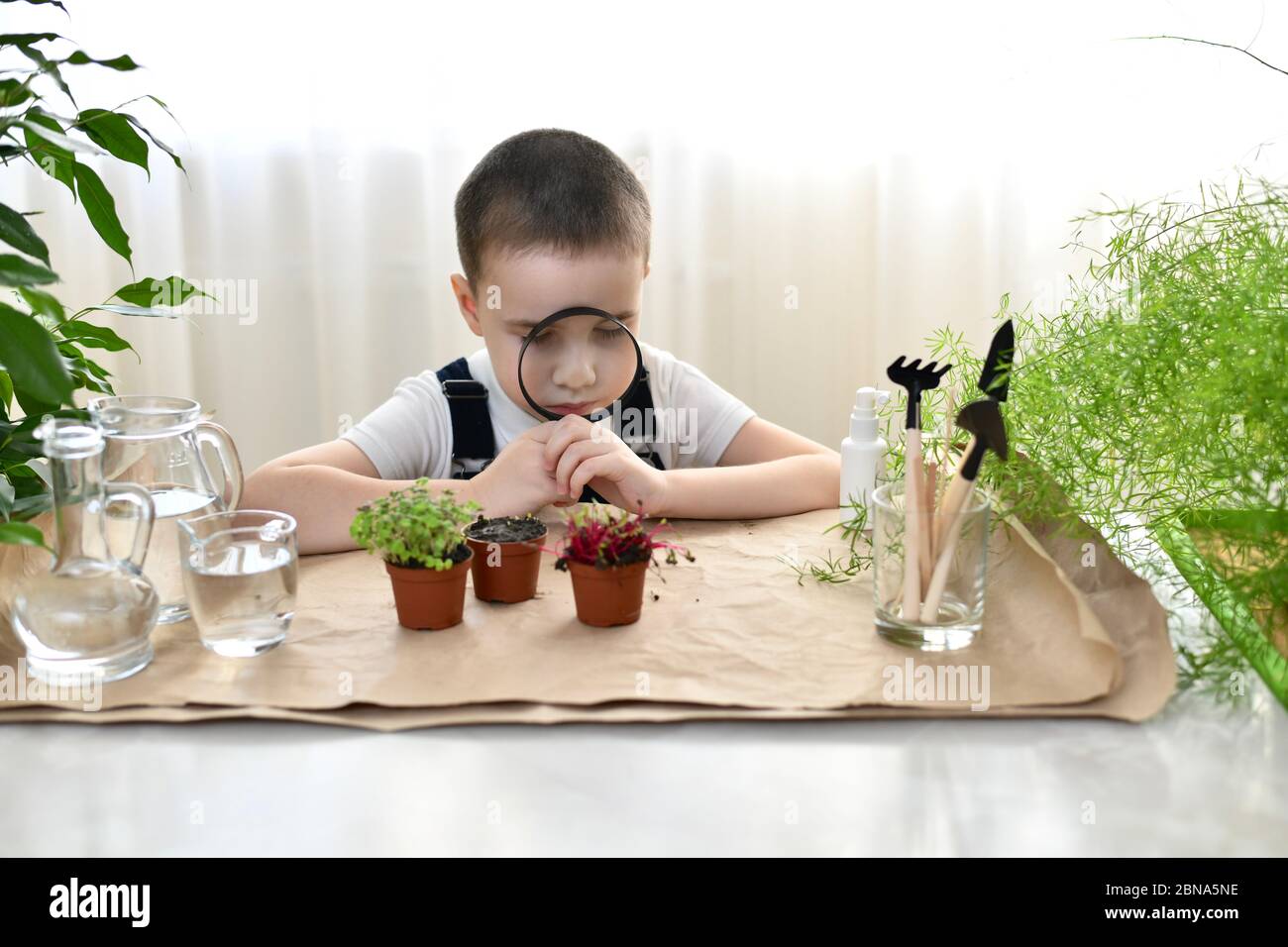 The child sits with a magnifying glass in front of his face with his eyes closed in front of pot growing plants. Stock Photo
