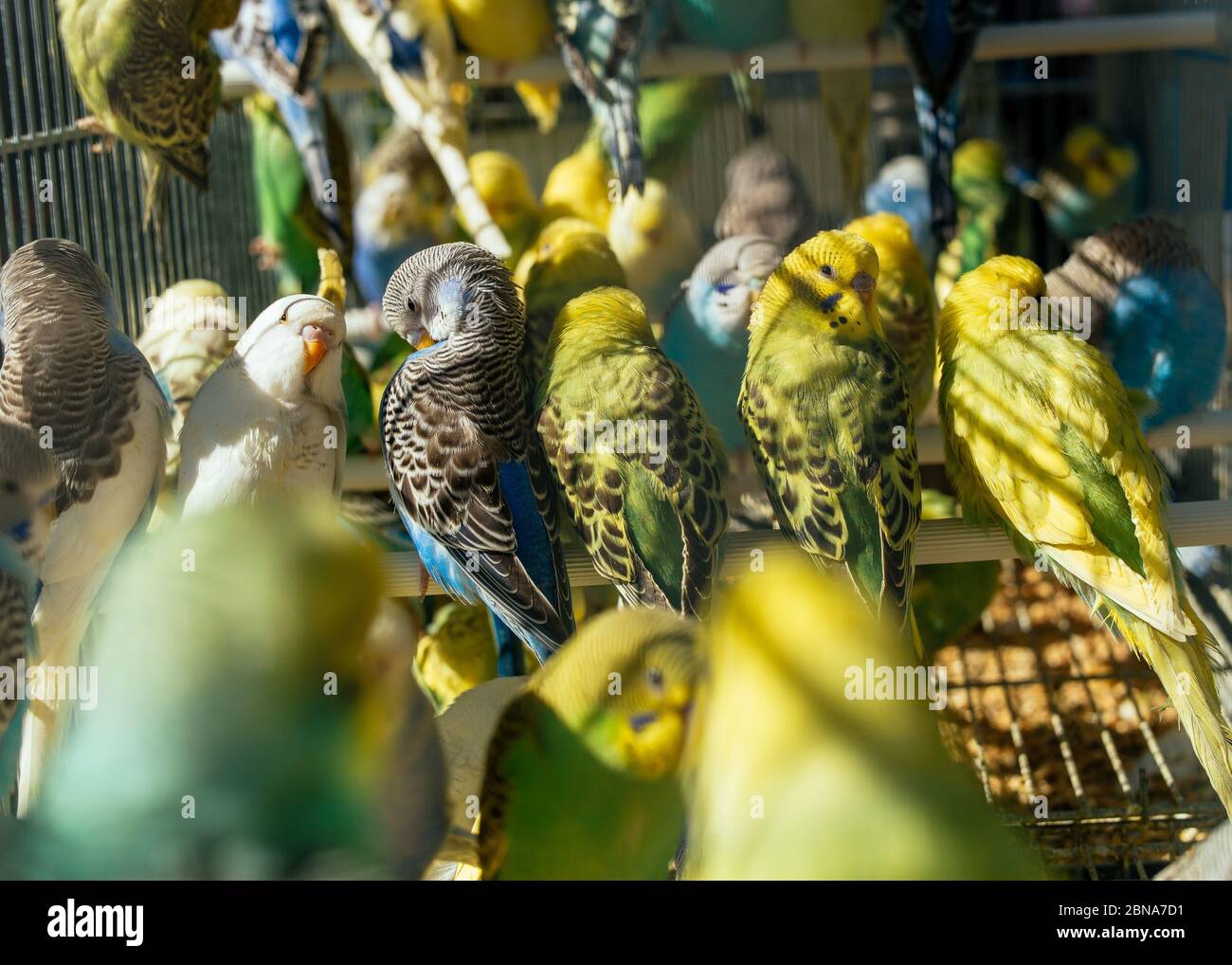group-of-budgies-hi-res-stock-photography-and-images-alamy