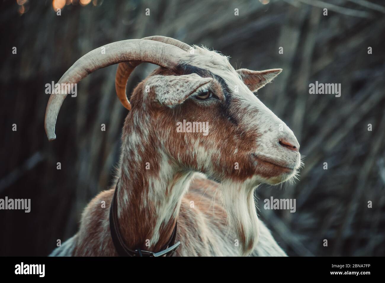 Closeup shot of the head of a goat Stock Photo - Alamy