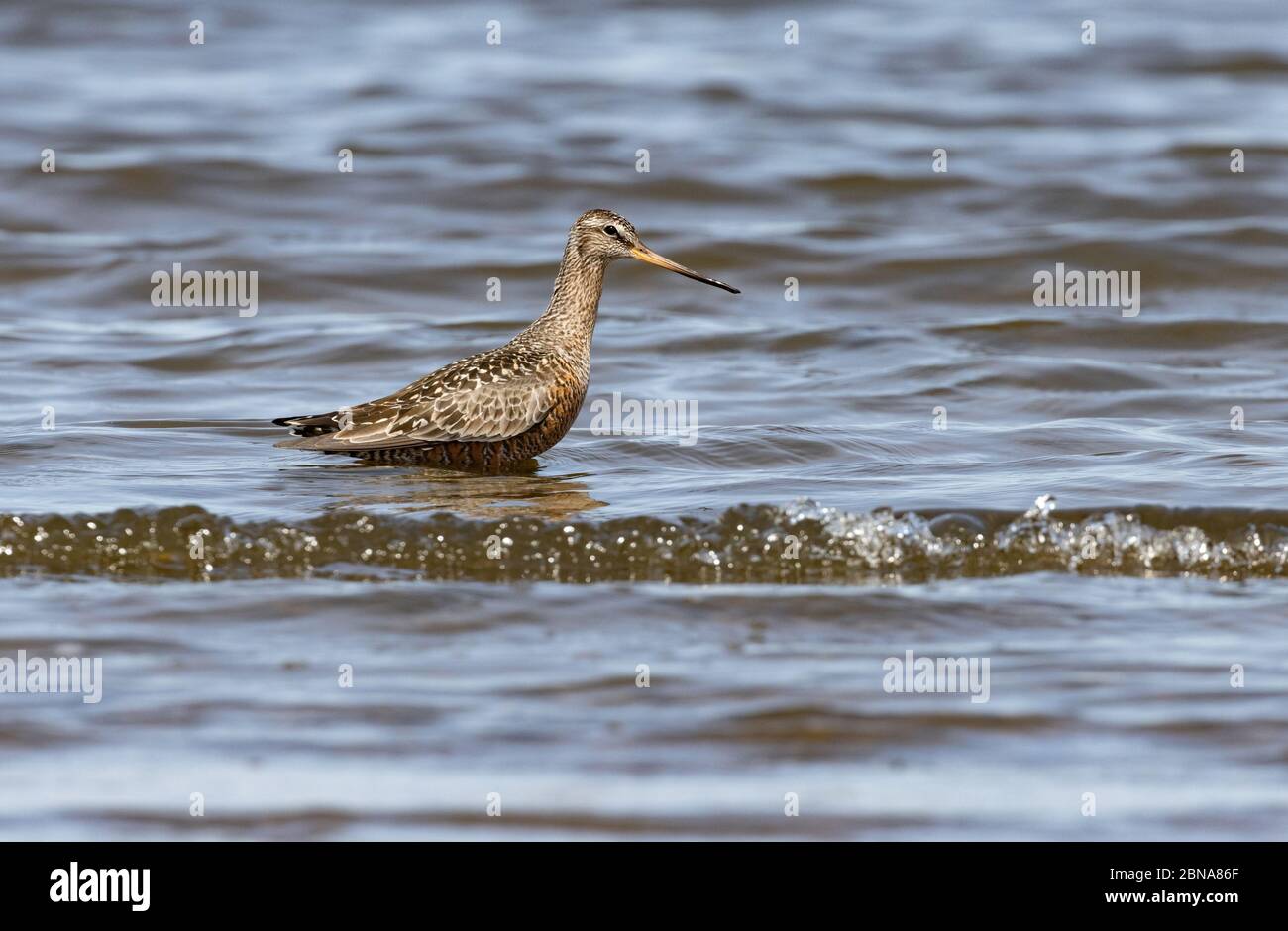 Hudsonian Godwit April 23rd, 2020 Lake Thompson, South Dakota Stock