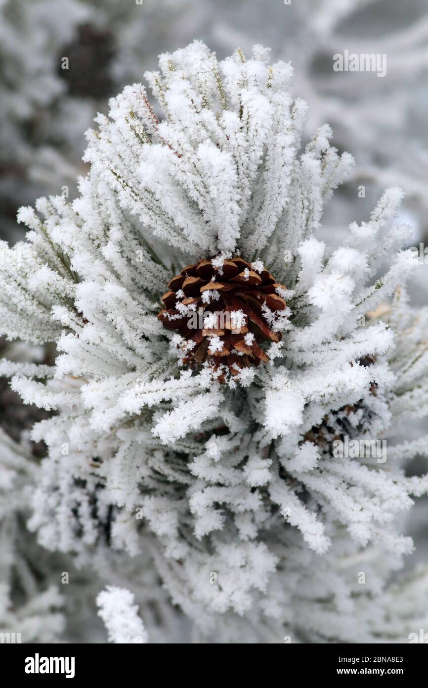 Snowy Pine Cone Stock Photo