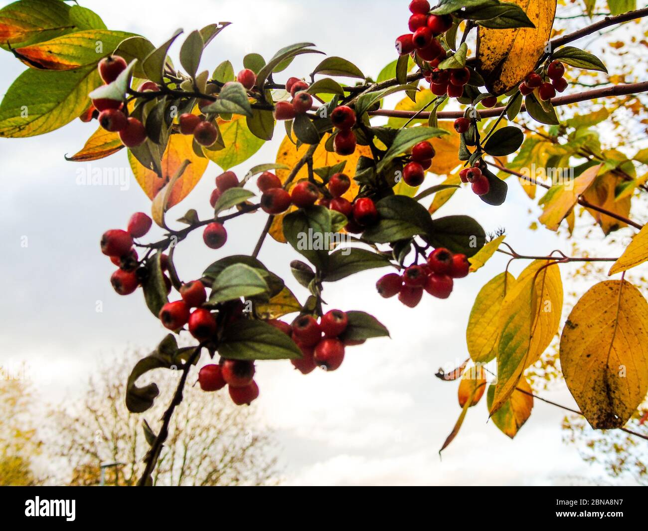 Red java apple fruits hanging from a tree with green and yellow leaves against a cloudy day Stock Photo