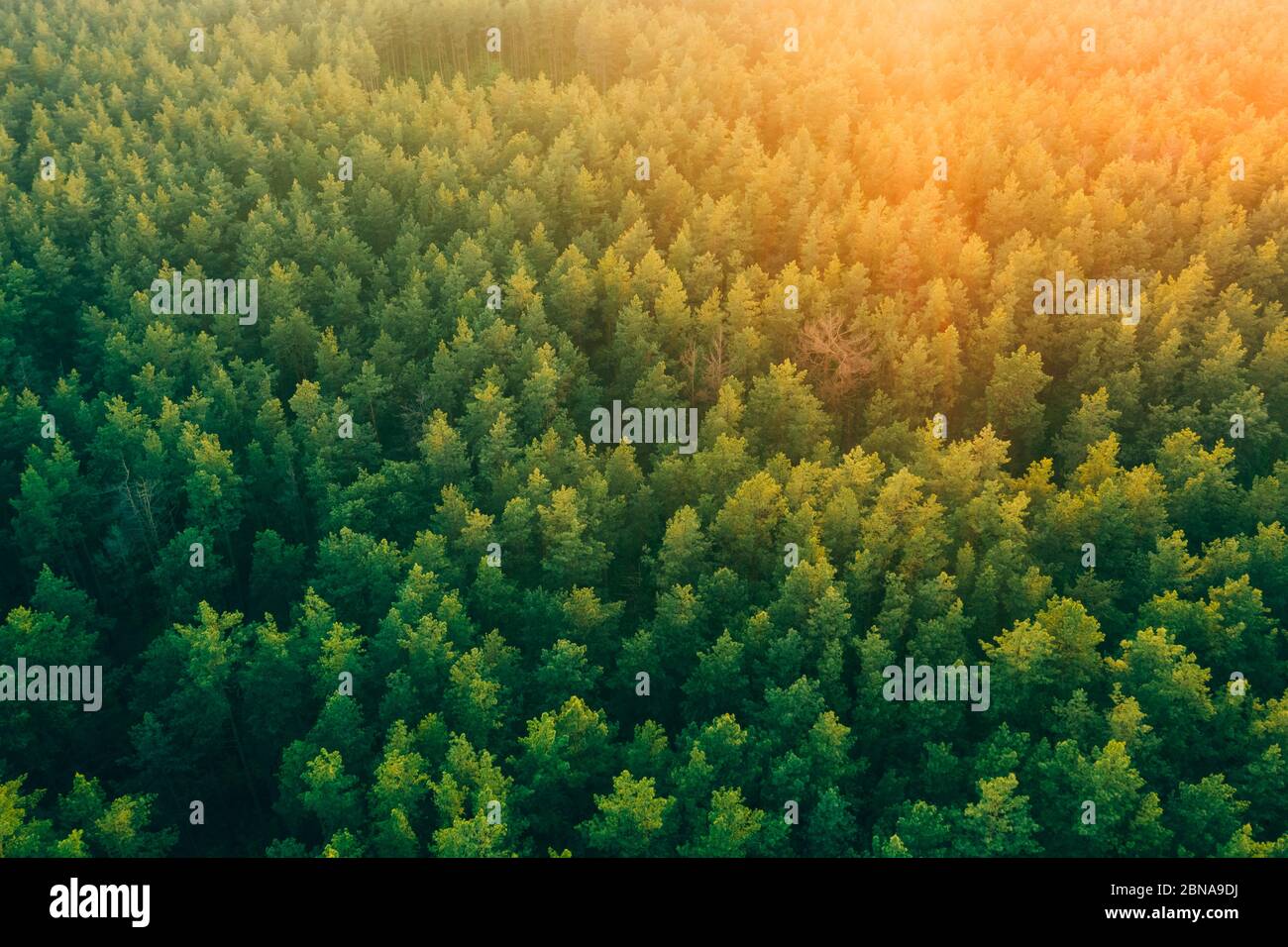 Tall pine trees in the forest in the rays of warm sunset light from ...