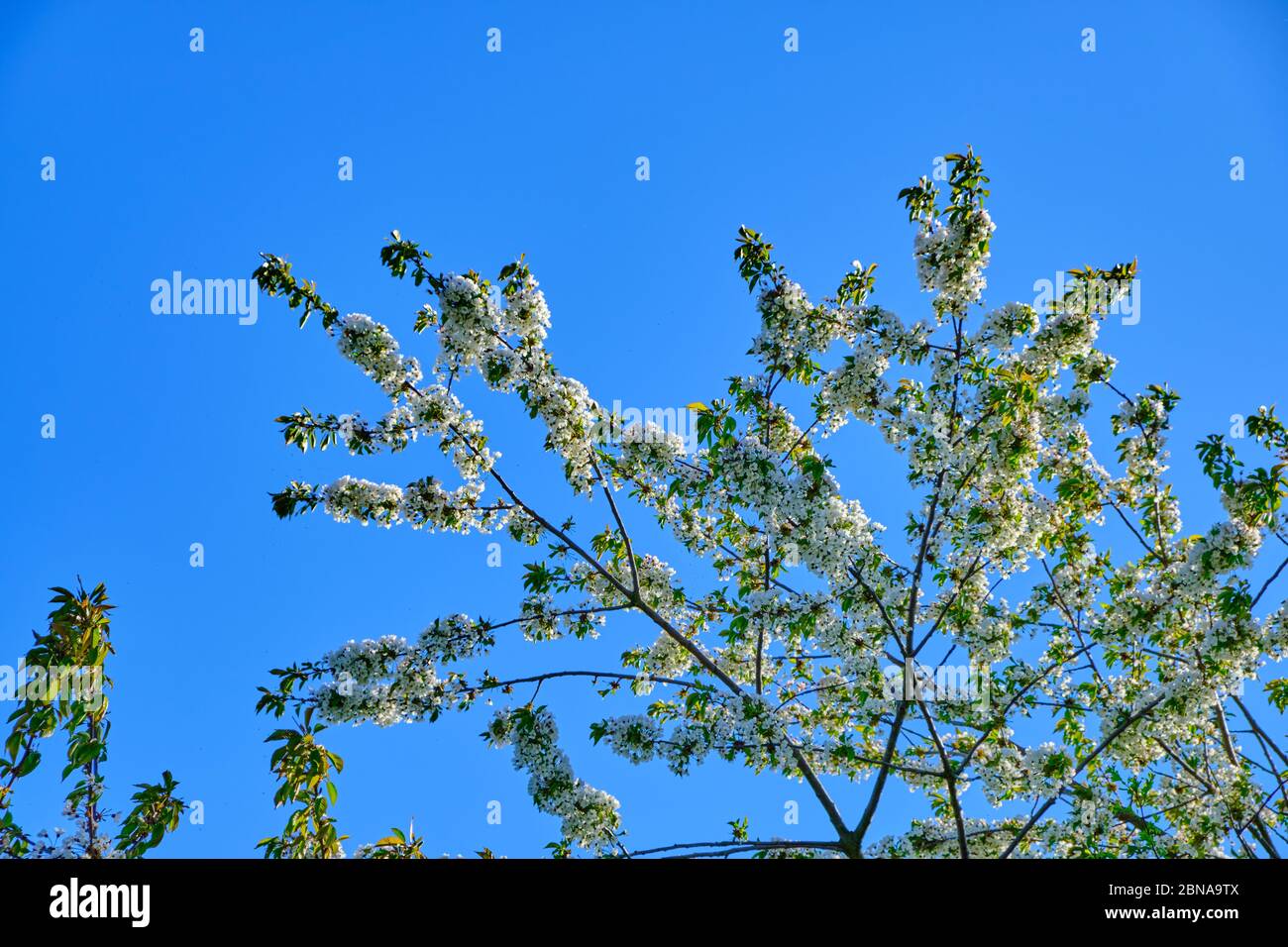 Low angle shot of the branches of a tree filled with white blossoms ...