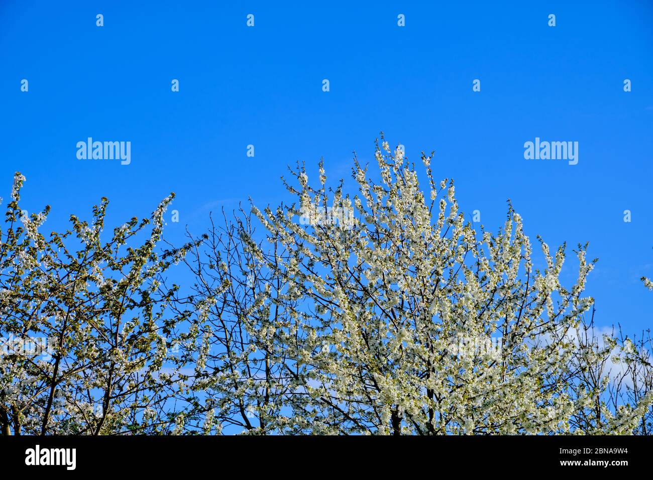 Low angle shot of the branches of a tree filled with white blossoms ...