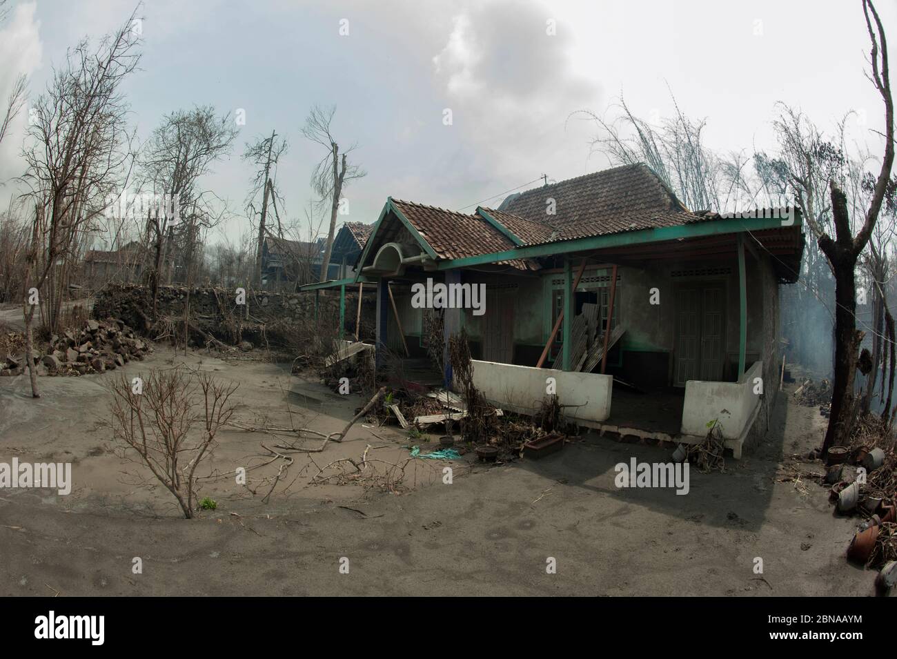 Road covered in ash, dead trees and damaged house from Mount Merapi ...