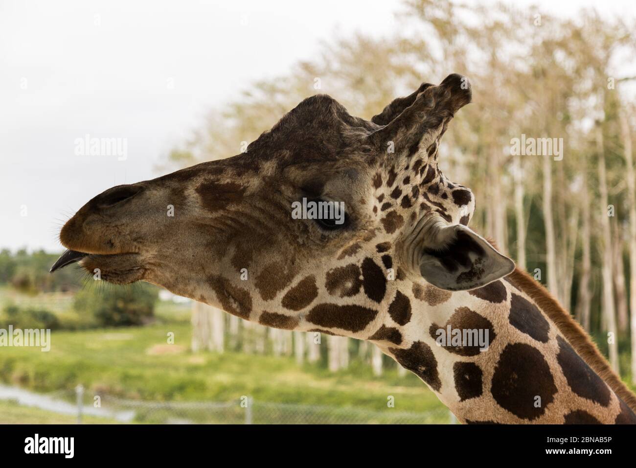 A giraffe sticks his tongue out for guests at Lion Country Safari in Loxahatchee, Florida, USA. Stock Photo