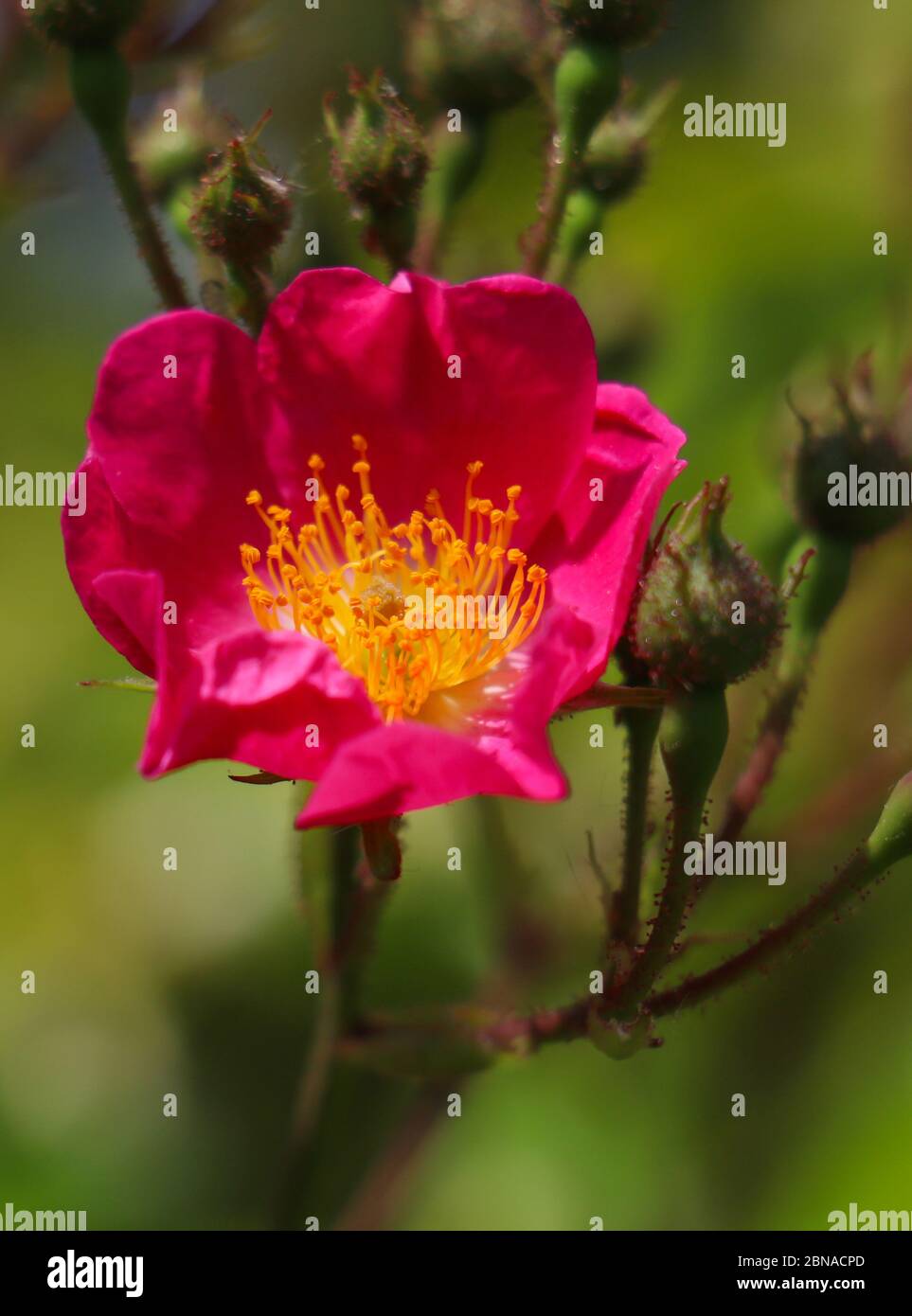Spring flower concept. Perennial shrub full of buds and blooming pink wild, bristly rose. Rosa nutkana or nootka rose, blur nature background, vertica Stock Photo