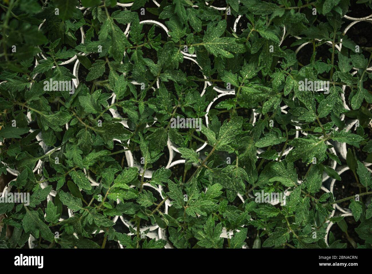 Overhead shot of watered common sage plants in small pots Stock Photo
