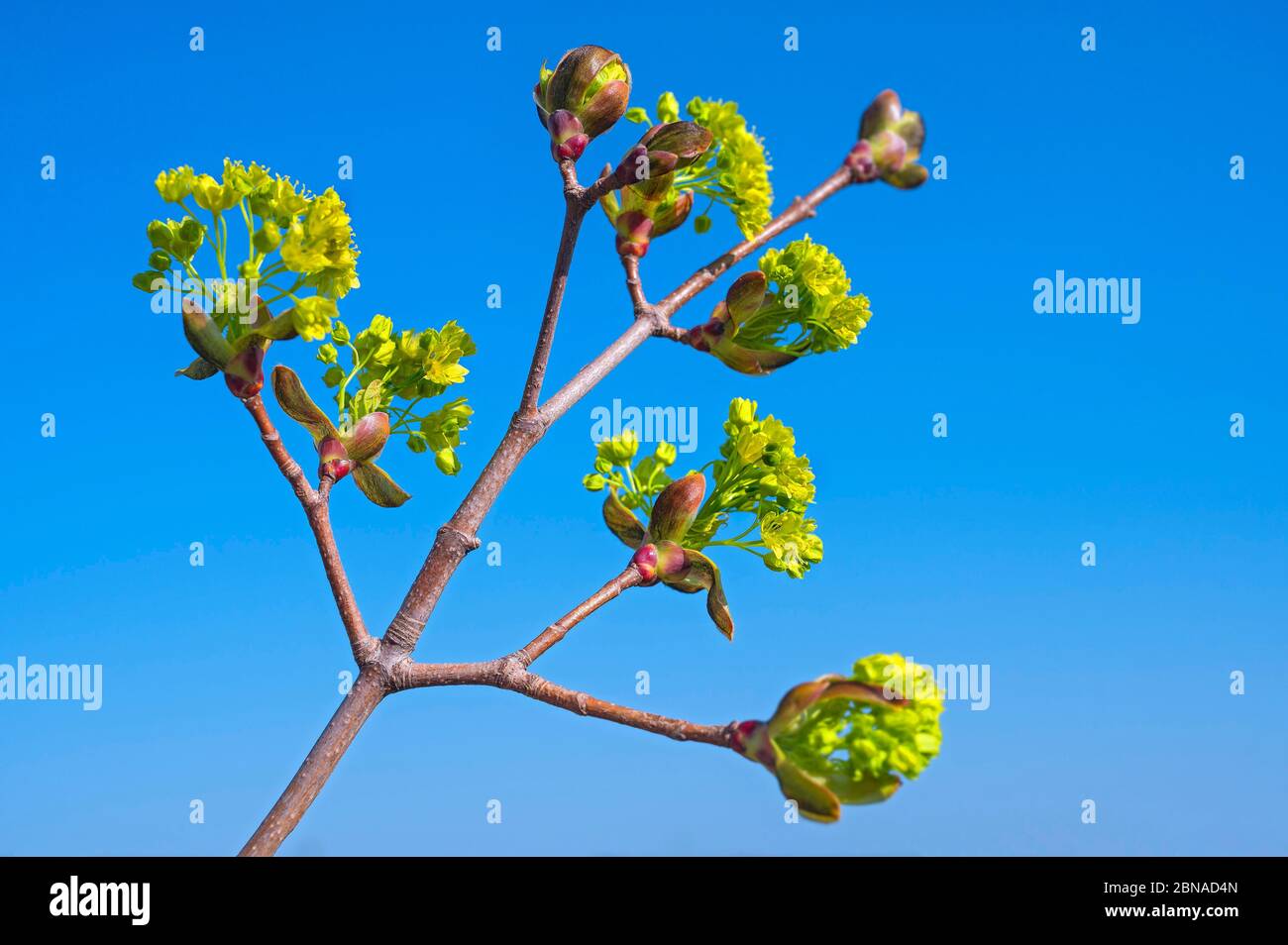 Buds and flowers of a linden tree (Tilia), Upper Bavaria, Bavaria, Germany, Europe Stock Photo