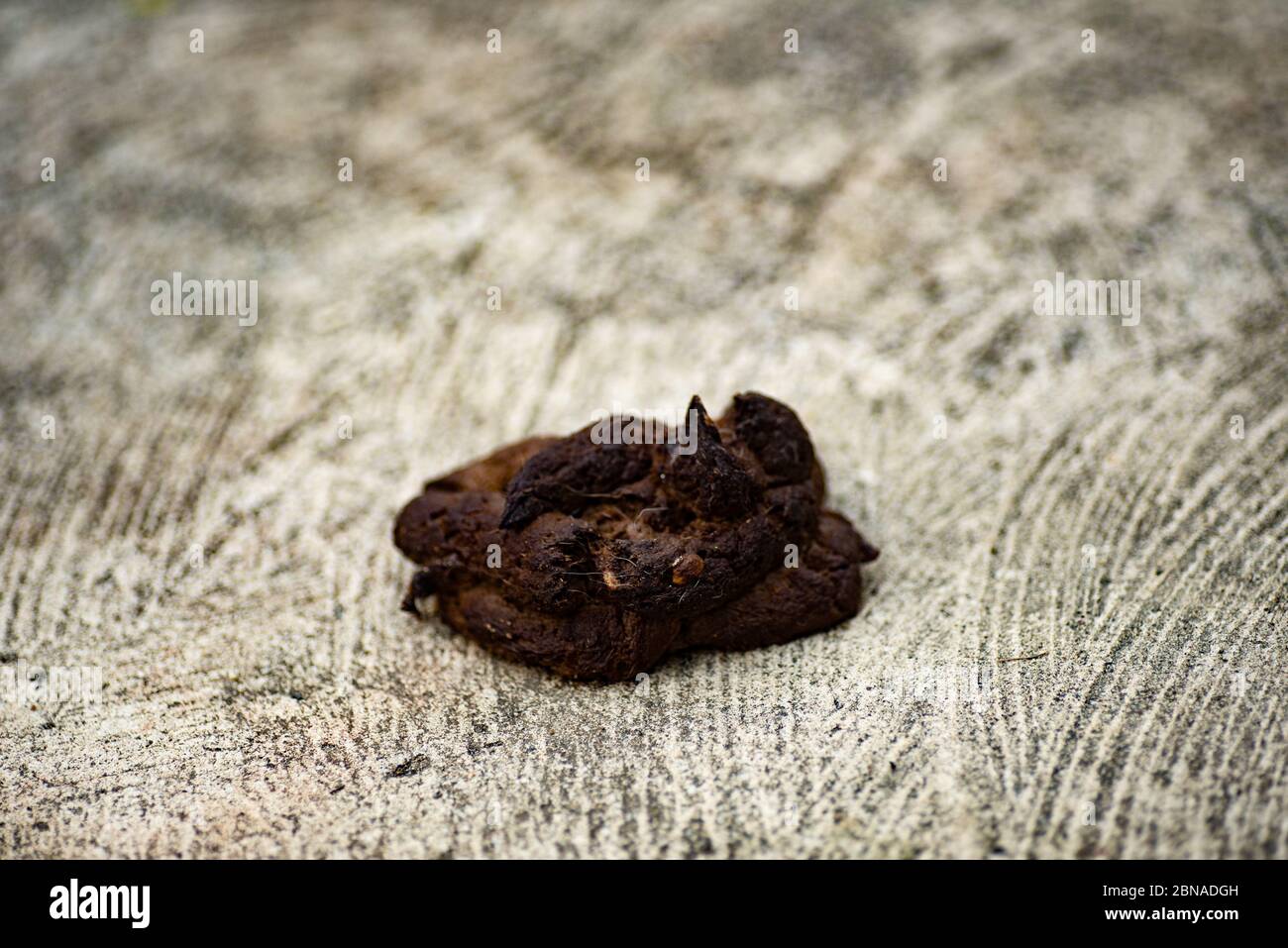 Dog feces on the concrete floor Stock Photo Alamy