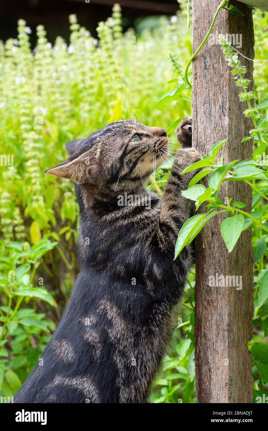 Claw Disorders In Cats Tufts Catnip