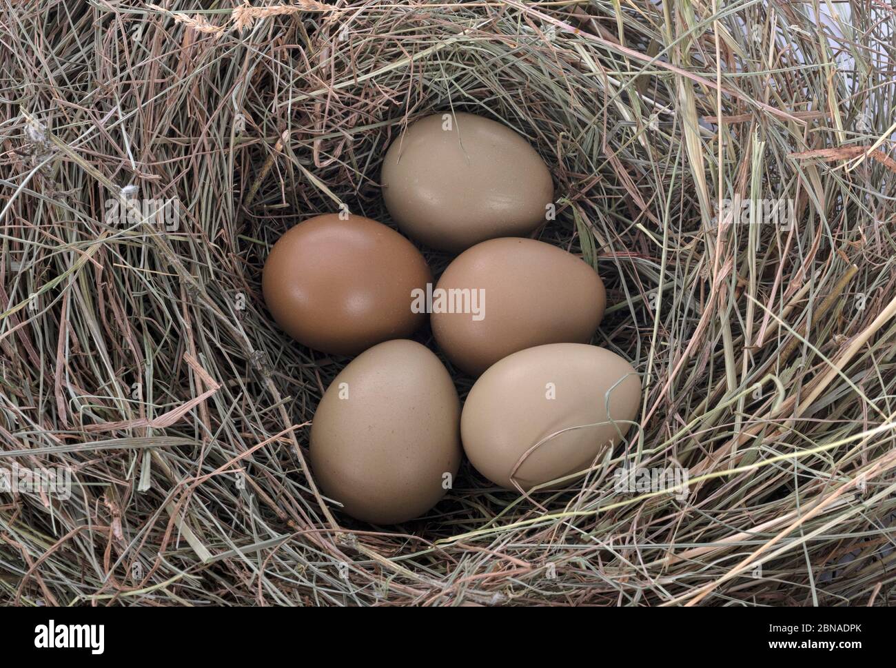 group of pheasant eggs in a nest Stock Photo