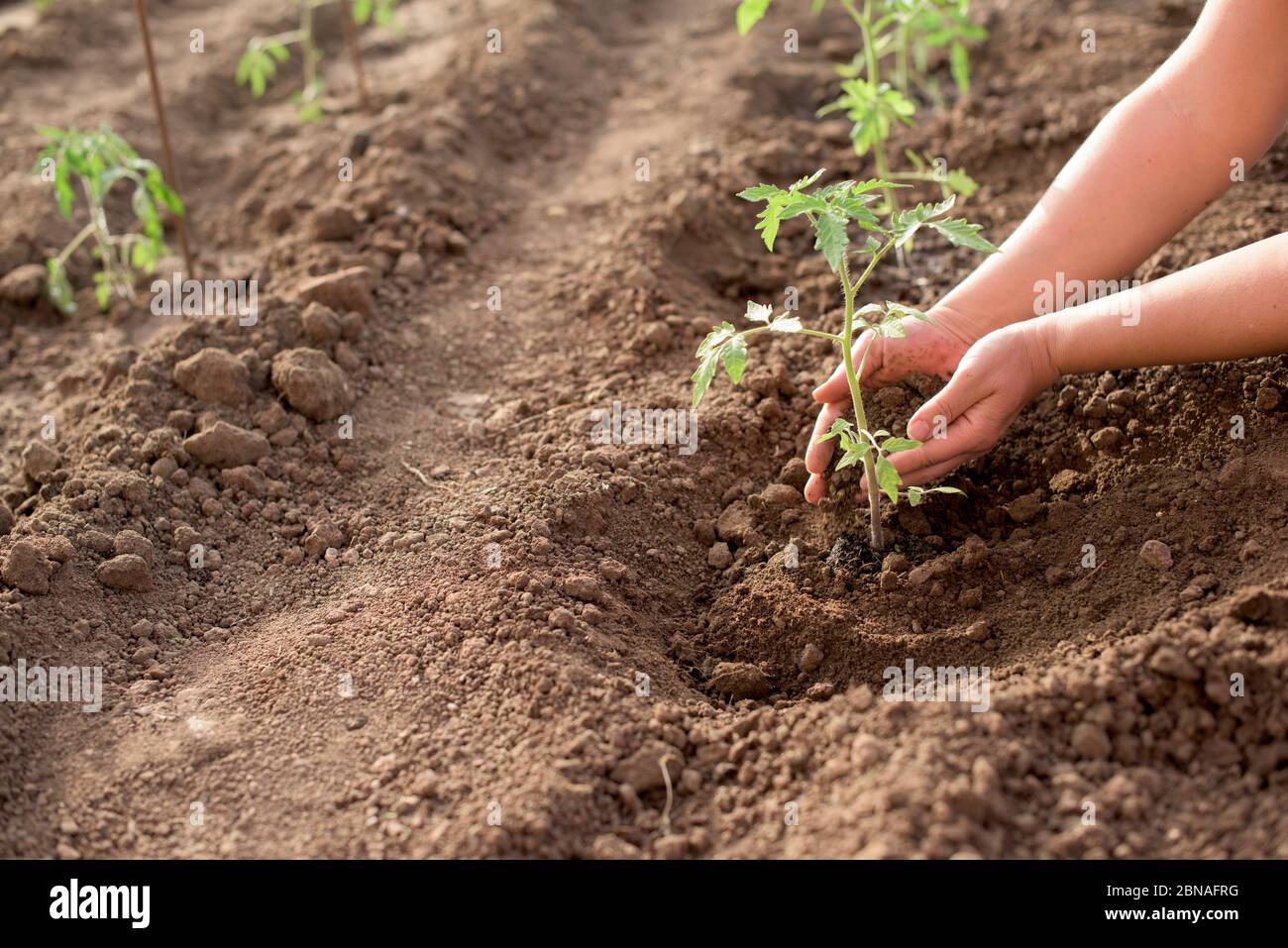 Female hands seeding new tomato plant in a vegetable garden Stock Photo ...