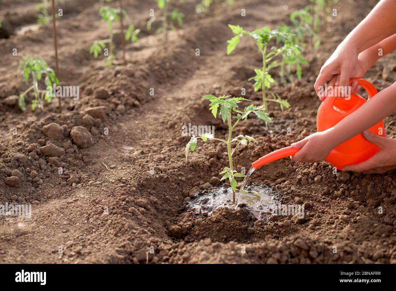 Mother and child seed and watering new tomato plant Stock Photo Alamy