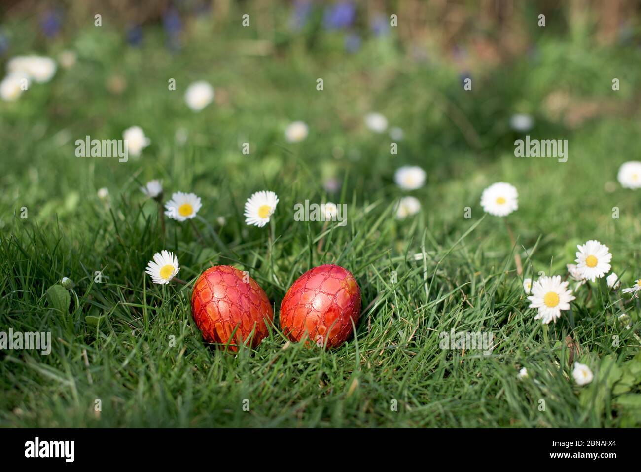 Easter hunt - red color eggs in a back yard among daisies Stock Photo ...