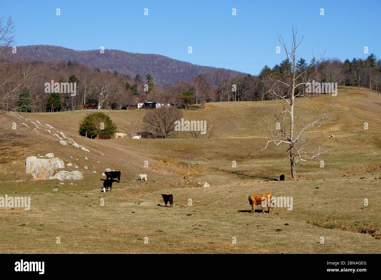 Cattle farm in Virginia USA Stock Photo - Alamy