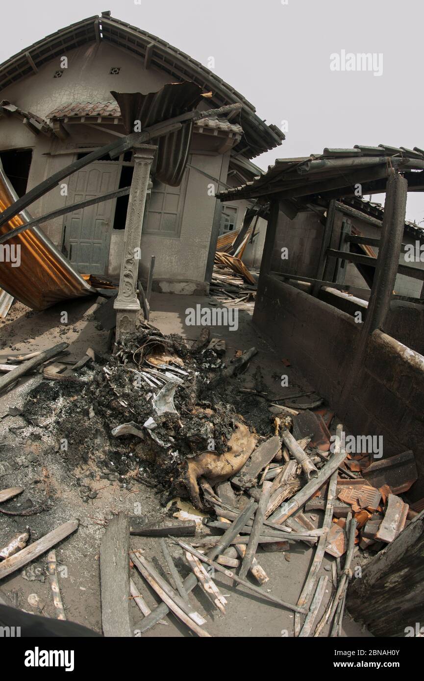 Carcass of dead animal, debris and damaged houses from ash from Mount Merapi volcano eruption inside 5 km evacuation zone, Kepuharjo, near Jogyakarta, Stock Photo