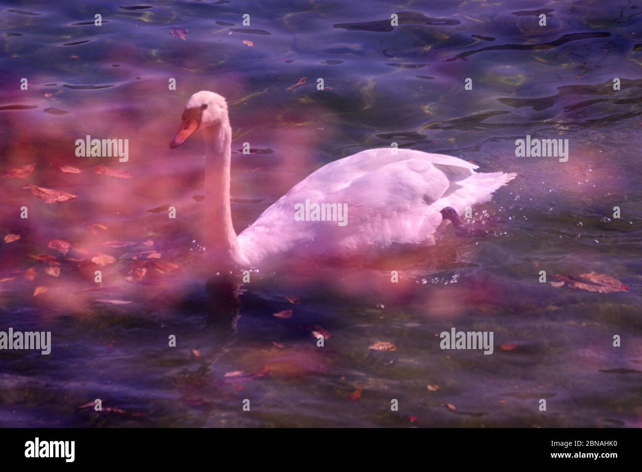 Double exposure wildlife hi-res stock photography and images - Alamy