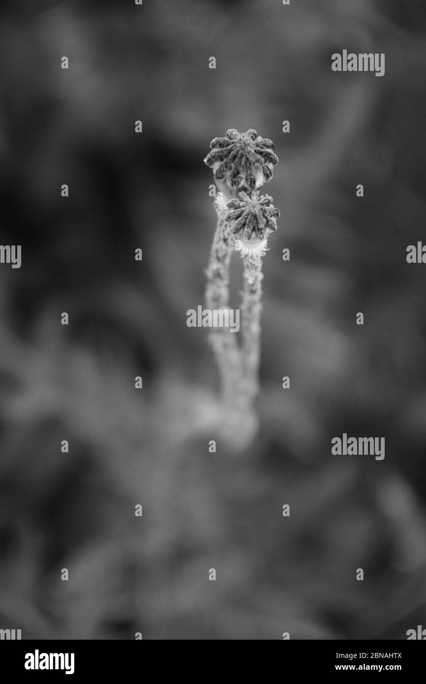Black and white photo of subtle embrace of two fading poppy flowers without petals on blurry background with copy space. Faded poppies look like huggi Stock Photo