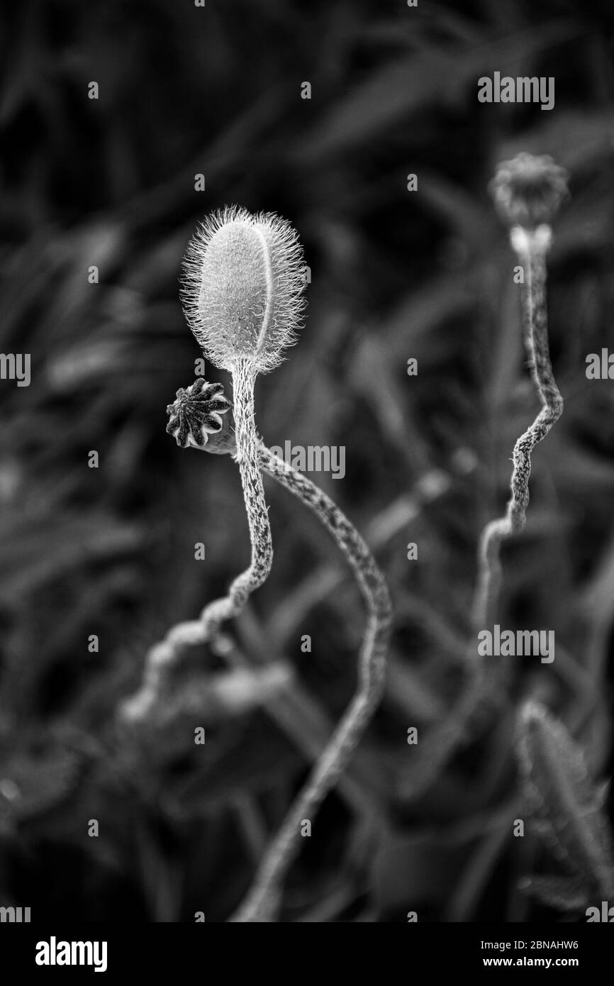 Monochrome photo of ripened poppy flower buds closeup with bokeh background. Subtle flowering bud on elegant curved stem at blurry backdrop Stock Photo