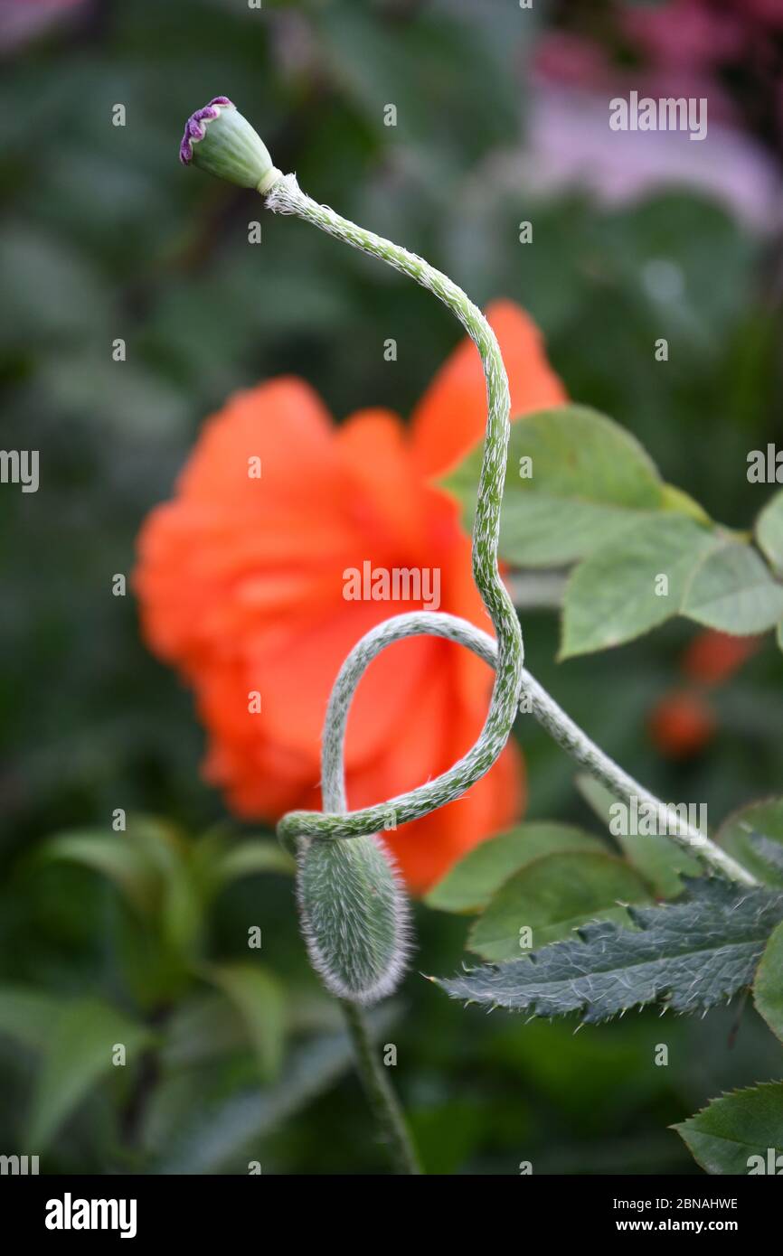 Curved flower stems hires stock photography and images Alamy
