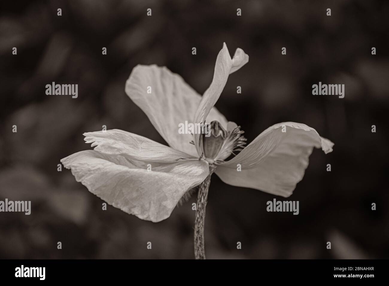 Sepia toned photo of fading poppy flower with wrinkled petals closeup