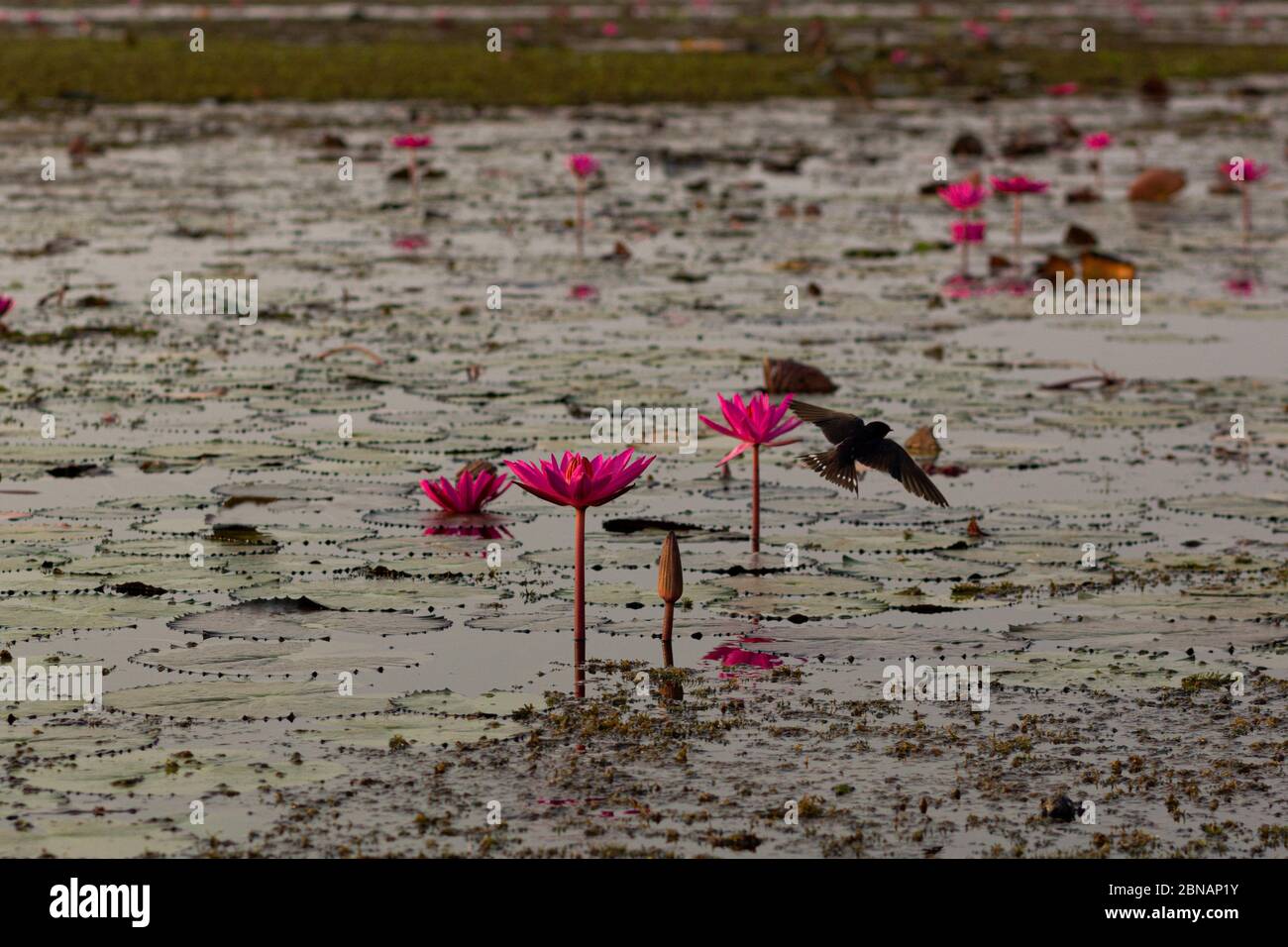 Birds fly in Red Lotus Lake Stock Photo