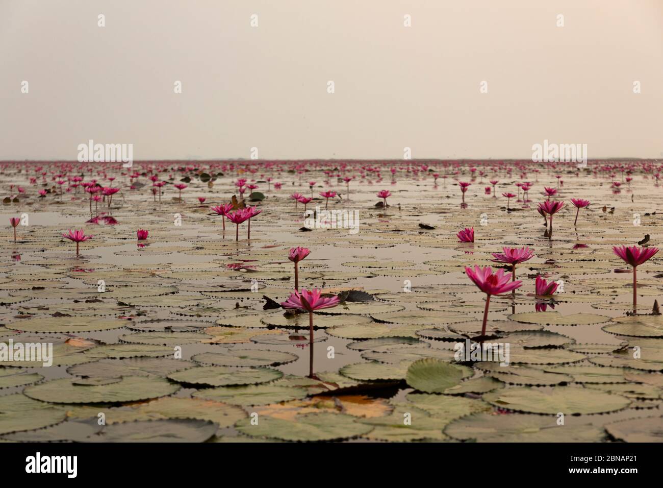 Pink Water Lillie's in Thailand Stock Photo