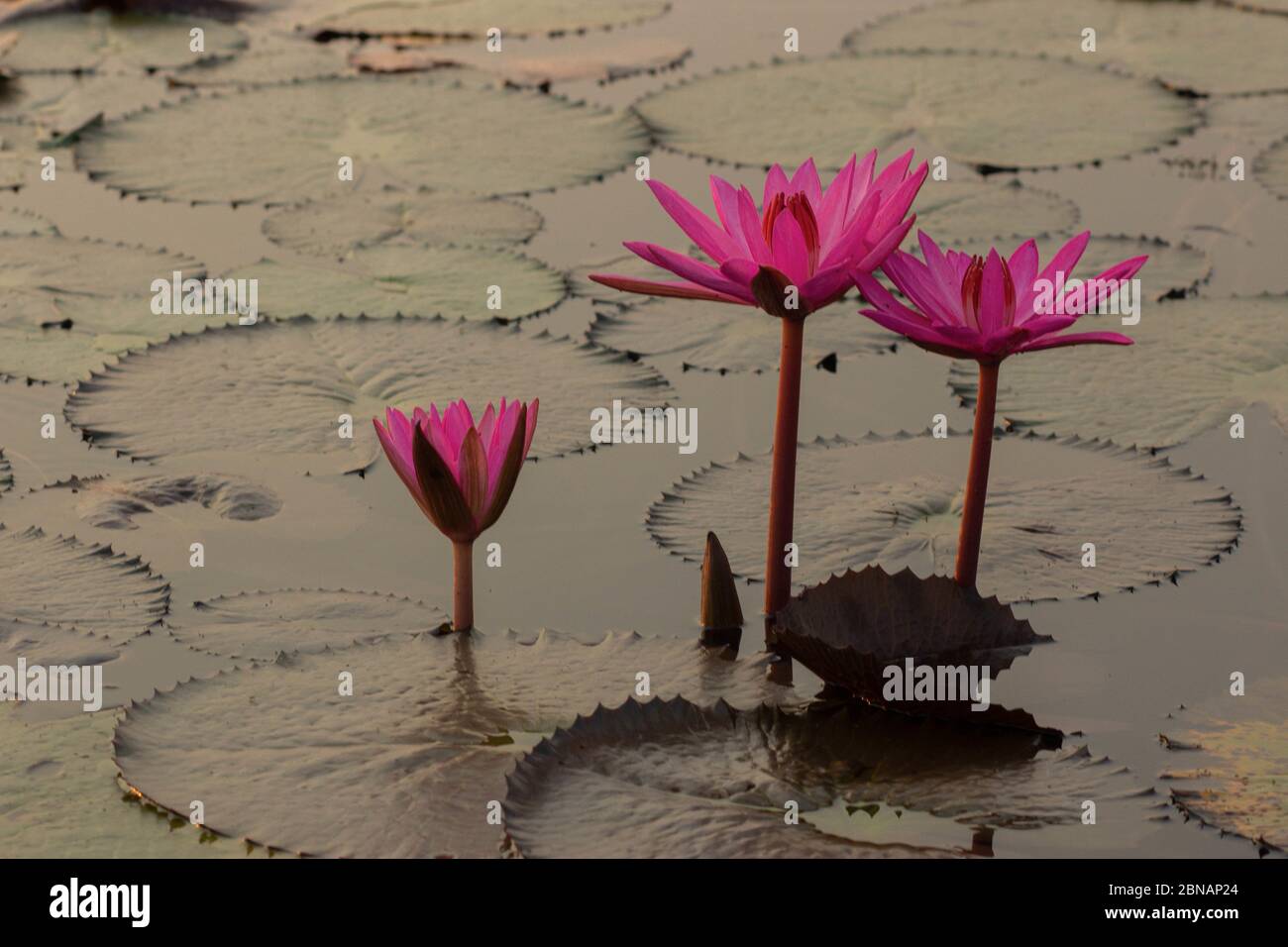 Pink Water Lily in Thailand Stock Photo
