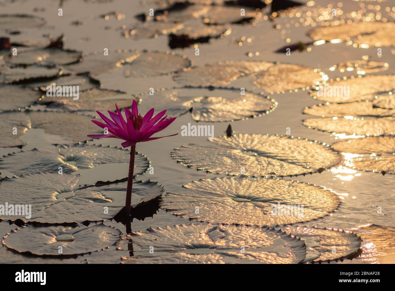 Pink Water Lillie's in Thailand Stock Photo