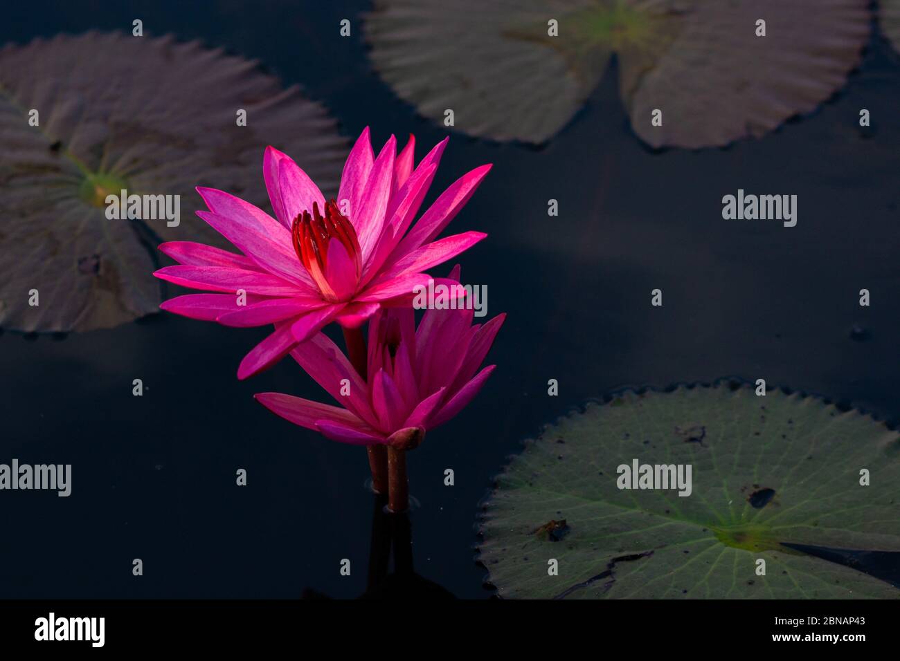 Pink Water Lily in Thailand Stock Photo