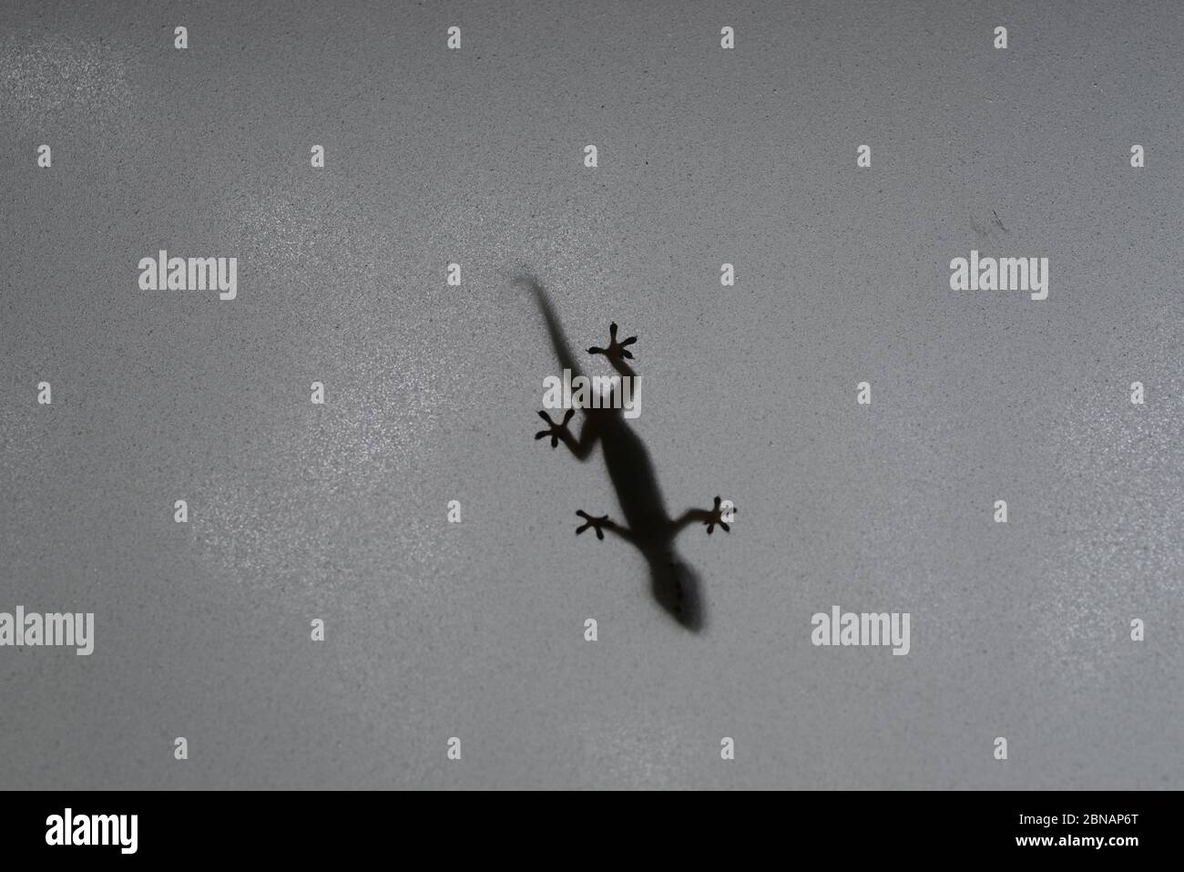 Common house gecko on frosted glass window Stock Photo